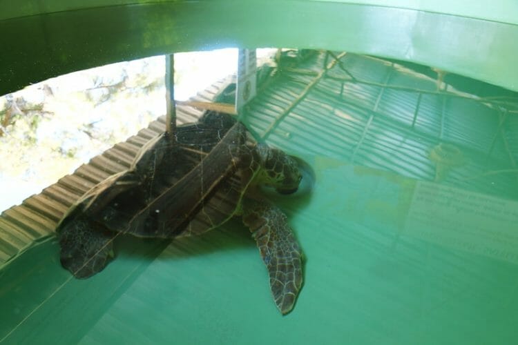 Iztuzu Beach Turtle Rehabilitation Center in Turkey