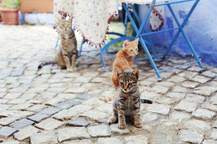 Street cats in Alacati Turkey