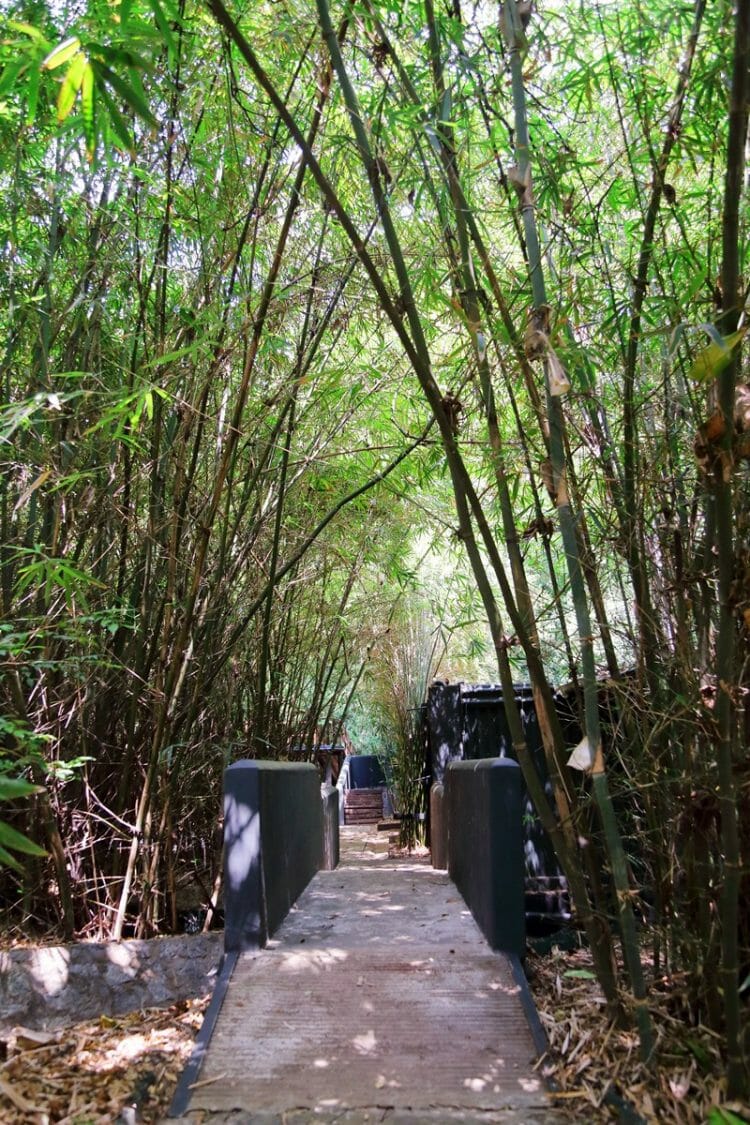 Bamboo groves at Diyabubula in Sri Lanka