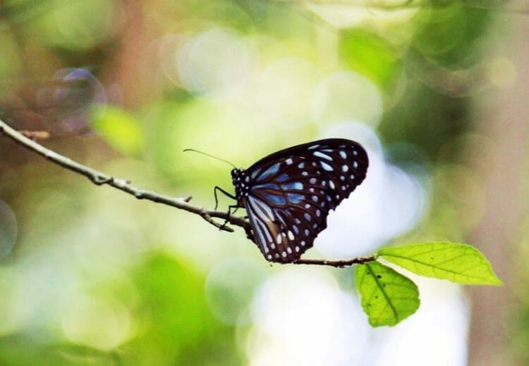 Butterfly at Diyabubula in Sri Lanka