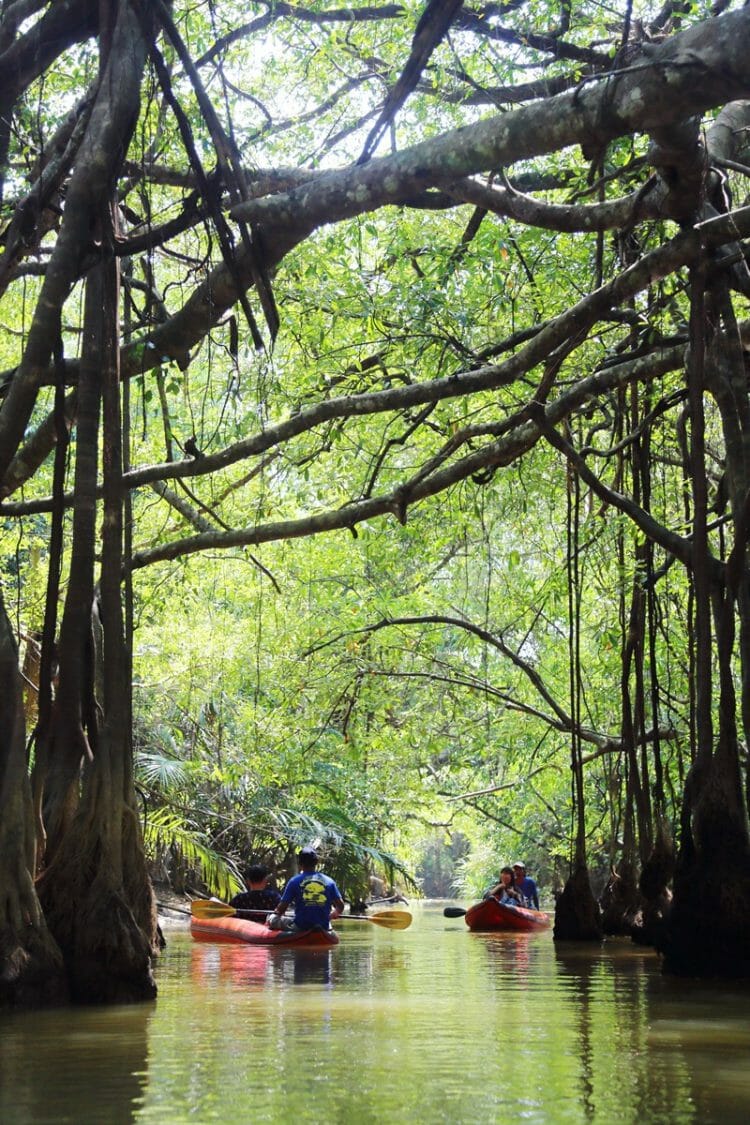 Little Amazon Takuapa in Phang Nga Thailand
