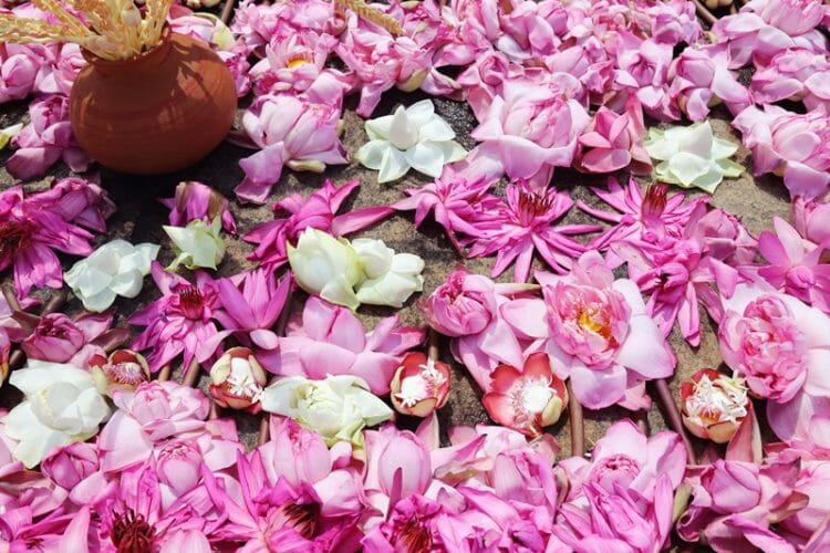 Lotus offerings in Anuradhapura in Sri Lanka