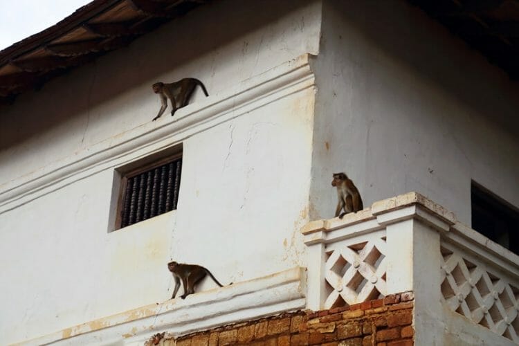Monkeys at the National Palace in Kandy Sri Lanka