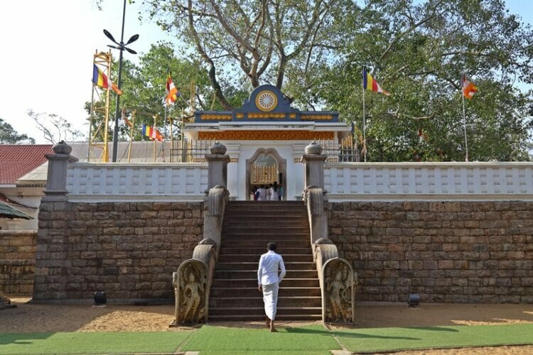Sri Maha Bodhi in Anuradhapura Sri Lanka