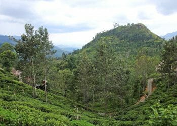 Tea plantations and Ella Rock in Ella Sri Lanka