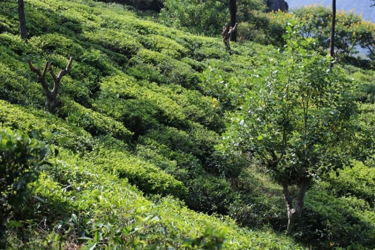 Tea plantations in Ella Sri Lanka