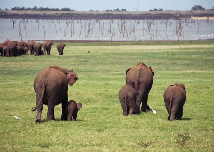 Baby and mother elephants in Sri Lanka