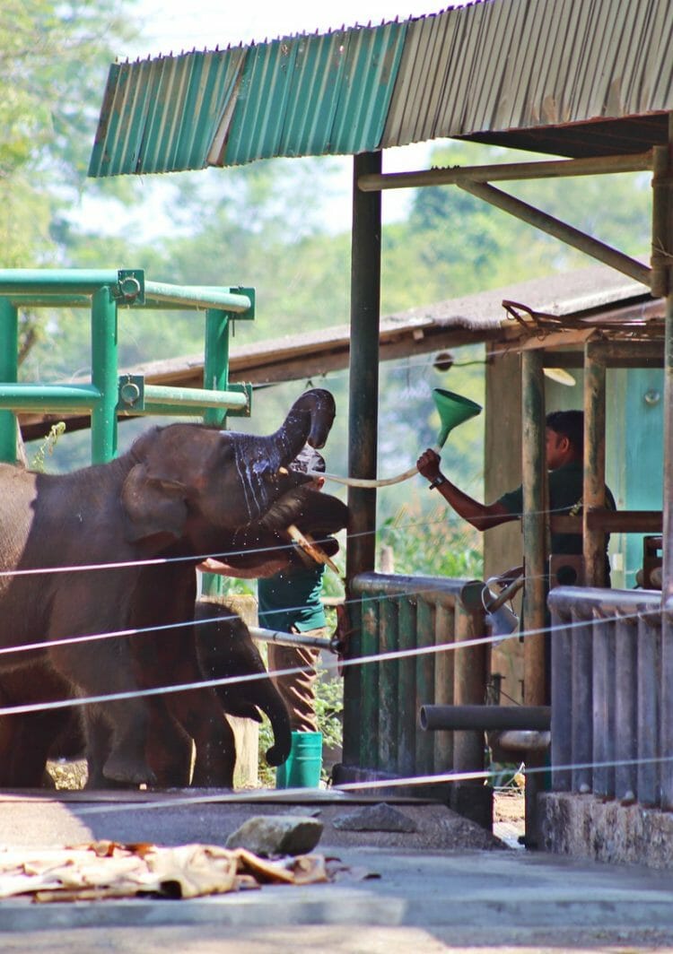 Baby elephant getting fed at Elephant Transit Home in Udawalawe Sri Lanka