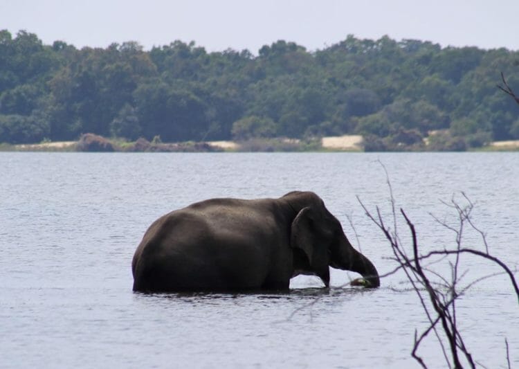 Bull elephant in Wilpattu National Park in Sri Lanka