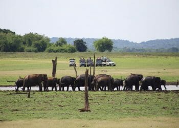 Elephant safari in Kaudulla National Park