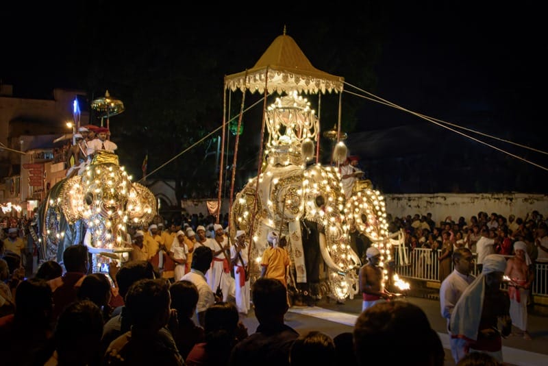 Kandy, Sri Lanka, Aug 2015: Canopied Elephant carrying the Sacred Tooth Relic of Buddha during the Esala Perahera Festival