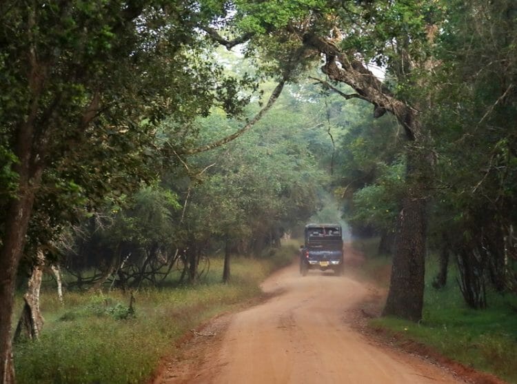 Safari jeep in Wilpattu National Park in Sri Lanka
