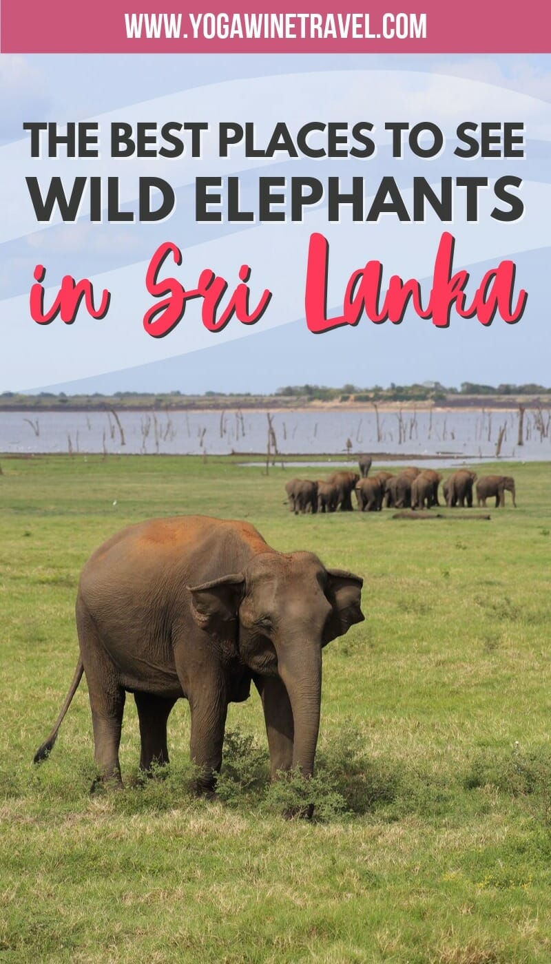 Wild Asian elephants at elephant safari in Sri Lanka with text overlay