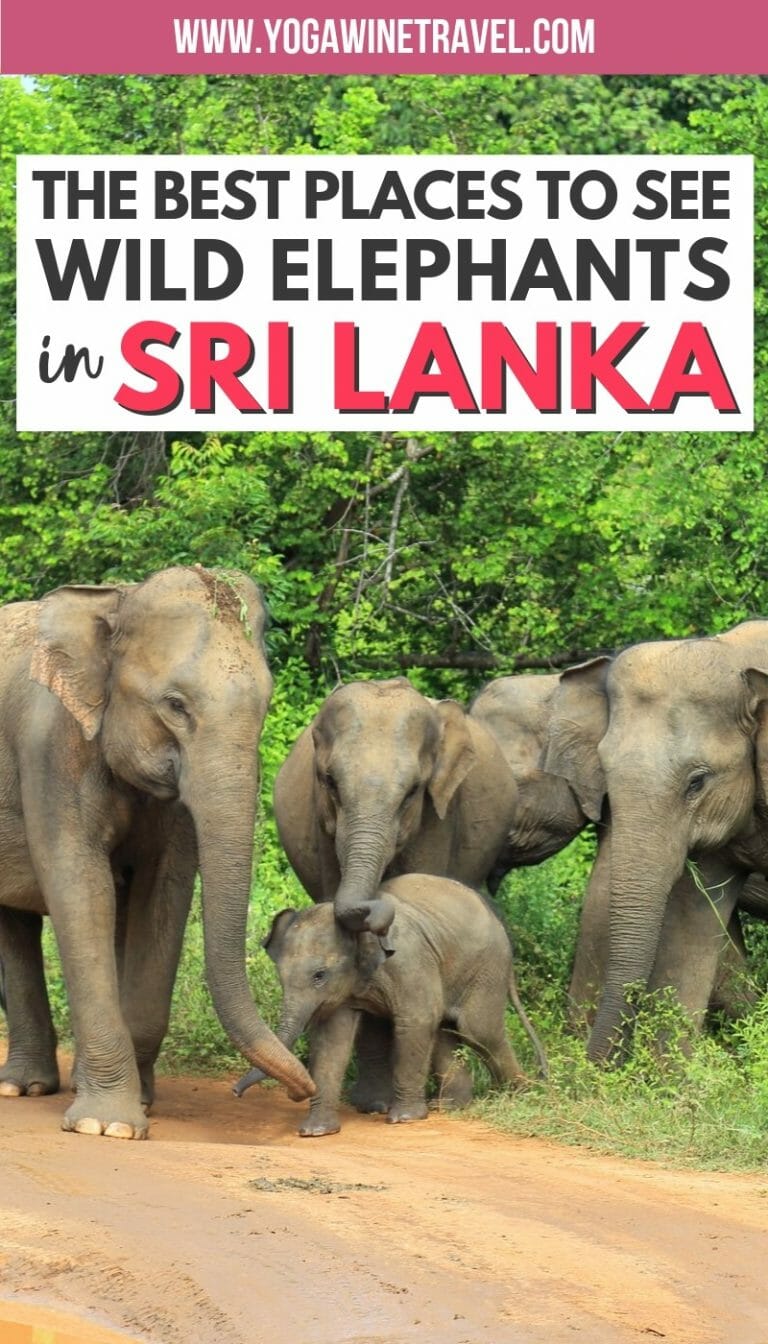10 Best Places Where You Can See Elephants In Sri Lanka – Chaingang Design