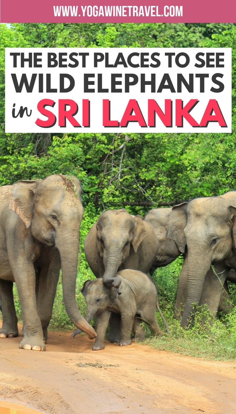 Elephant safari in Sri Lanka with text overlay