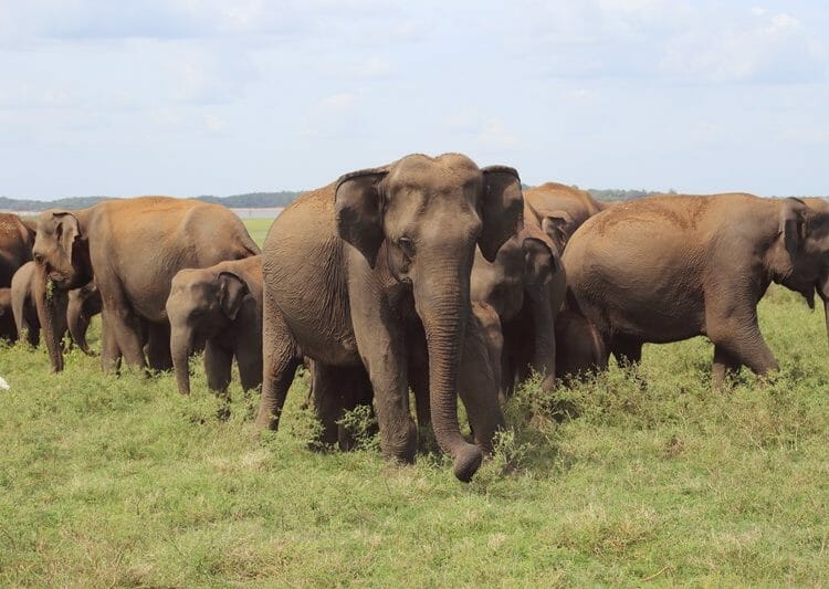 Wild elephants in Kaudulla Sri Lanka
