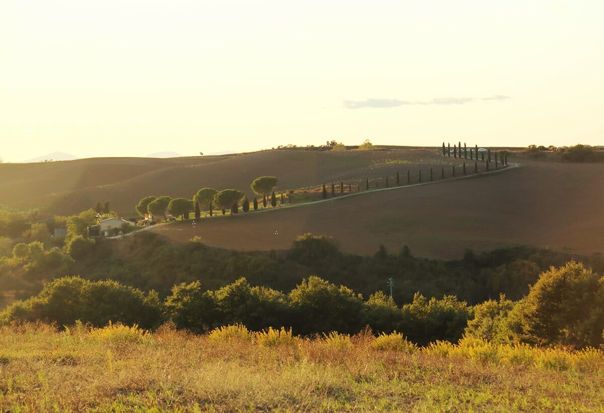 Cypress trees in Tuscany Italy at sunset