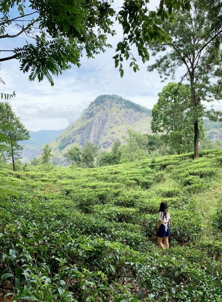 Ella Rock and tea plantations in Sri Lanka