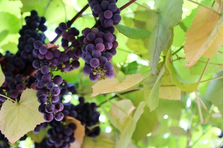 Sangiovese grapes in Chianti Italy
