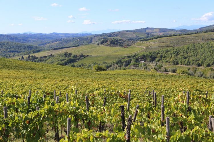 Vineyards in Chianti Italy