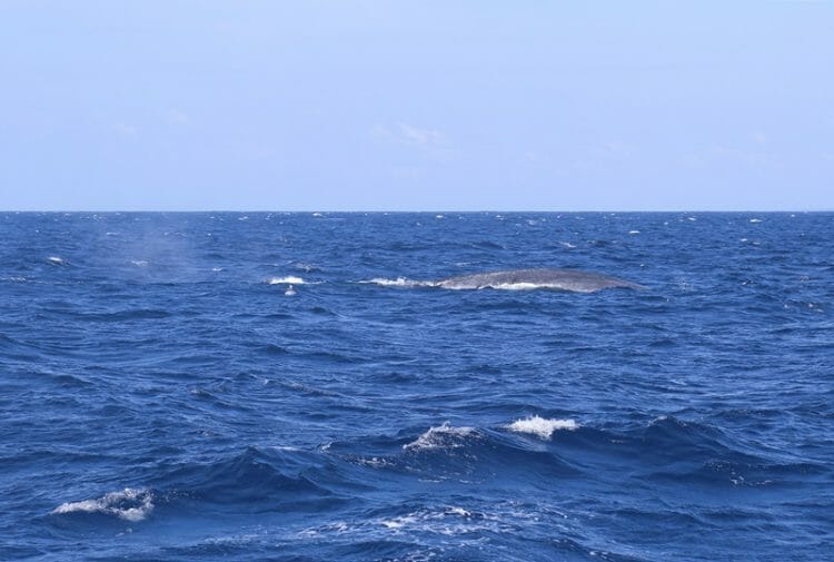 Blue whale off the coast of Mirissa in Sri Lanka