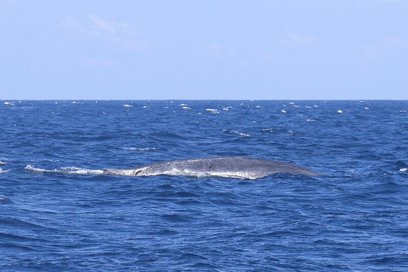 Blue whale spotted whale watching in Sri Lanka off the coast of Mirissa