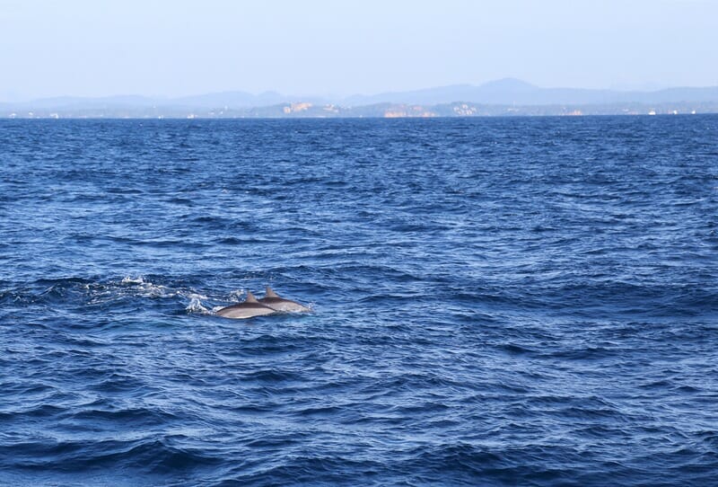 Dolphins off the coast of Mirissa in Sri Lanka