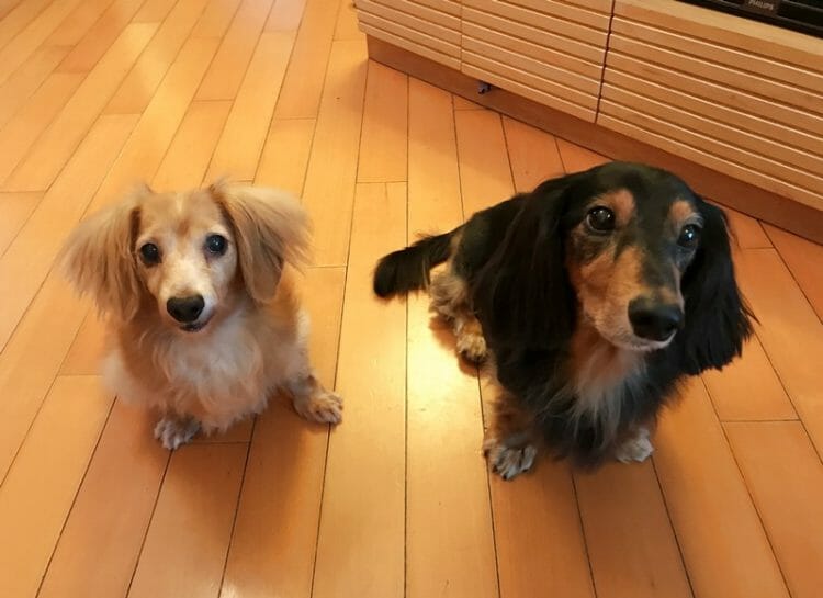Sam and Lola dachshunds