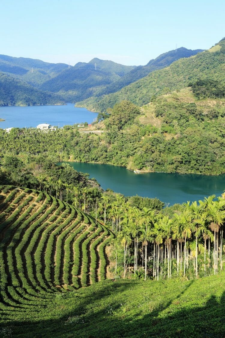 Tea plantations and Thousand Island Lake in Shiding Taiwan