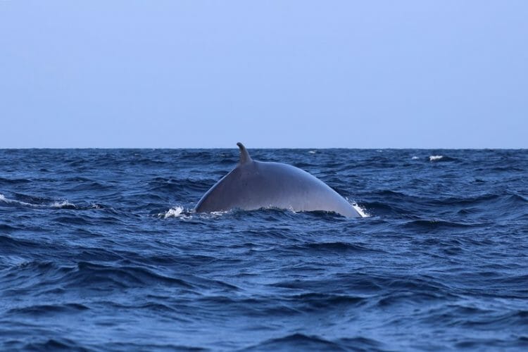 Brydes Whale off the coast of Kalpitiya in Sri Lanka
