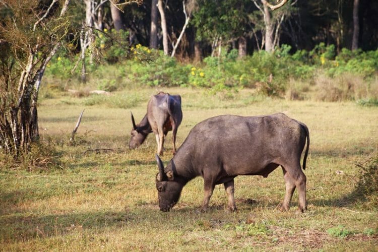 Buffalo in Wilpattu National Park in Sri Lanka