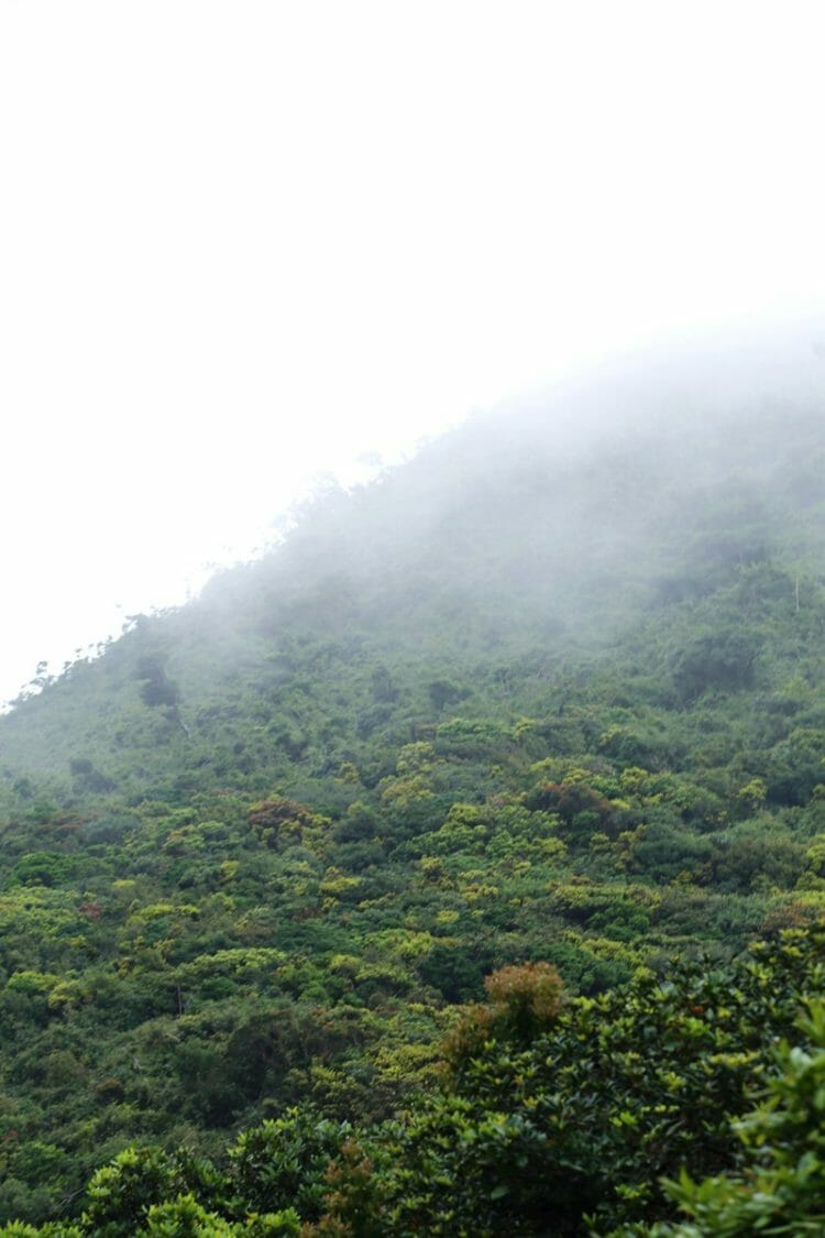 Cloud forest in Knuckles Mountain Range in Sri Lanka