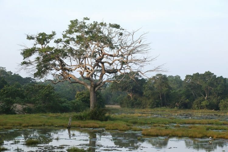 Landscape in Wilpattu National Park in Sri Lanka