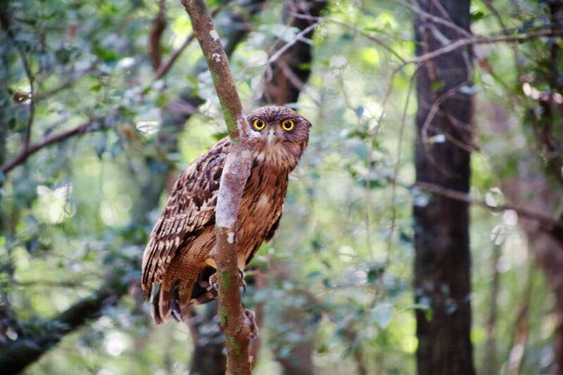 Owl in Wilpattu National Park in Sri Lanka