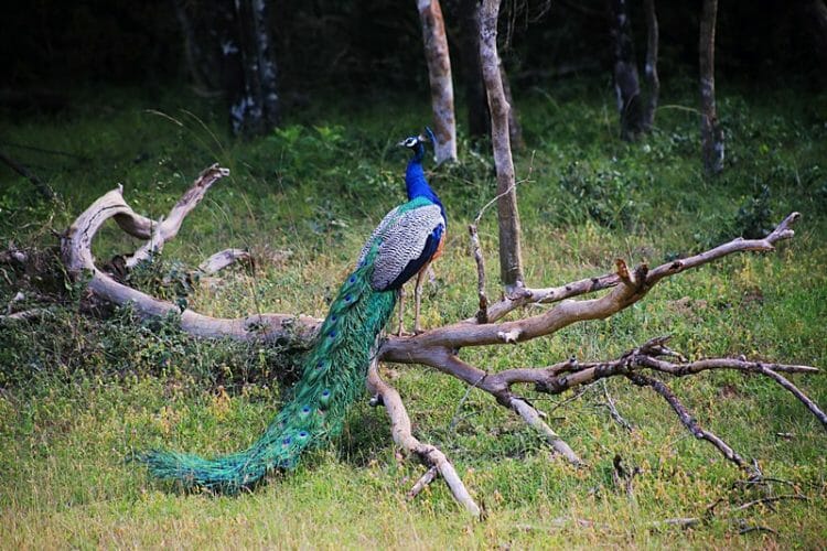 Peacock in Wilpattu National Park in Sri Lanka