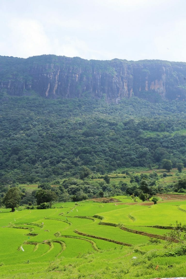 Rice terraces in Knuckles Mountain Range in Sri lanka
