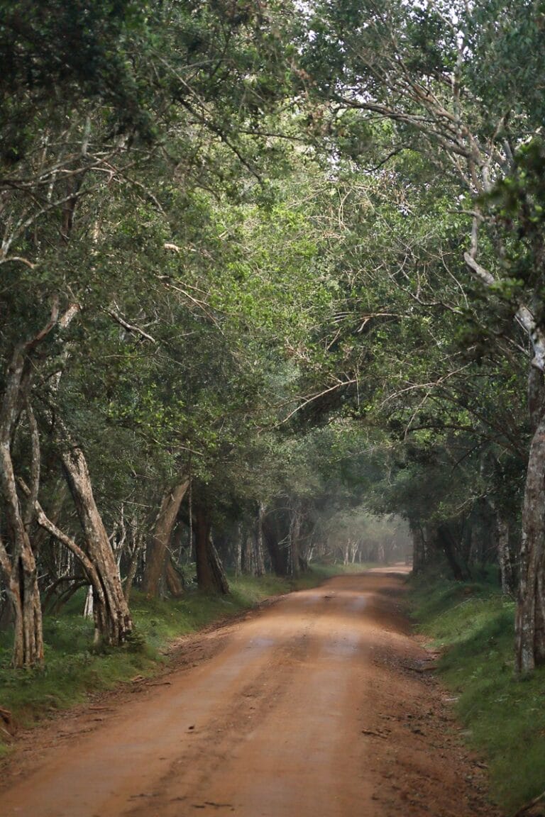 Safari on dirt roads in Wilpattu National Park Sri Lanka