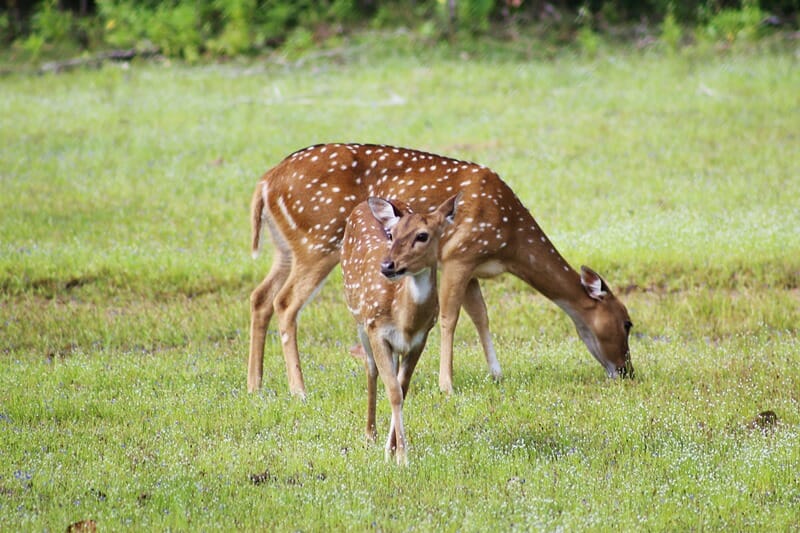 Spotted deer in Wilpattu National Park in Sri Lanka
