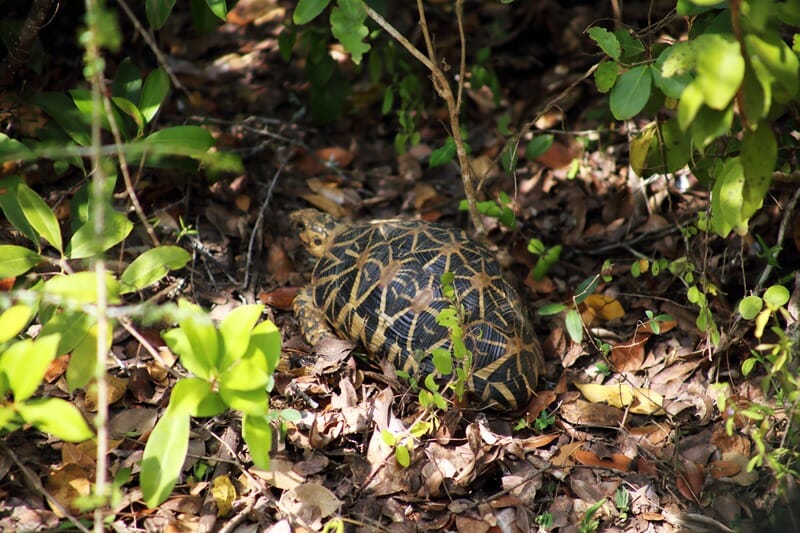 Star tortoise in Wilpattu National Park Sri Lanka