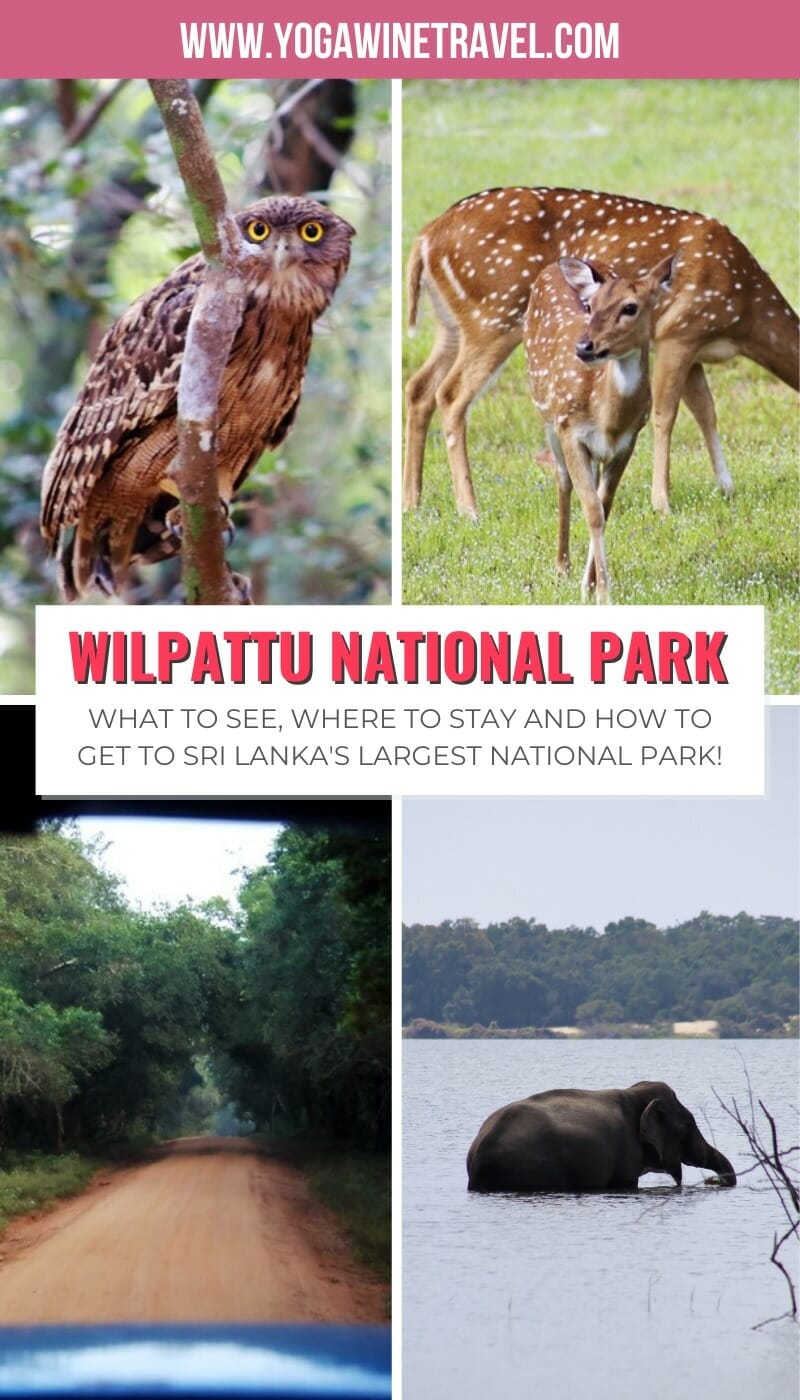 Image collage of animals in Wilpattu National Park in Sri Lanka with text overlay