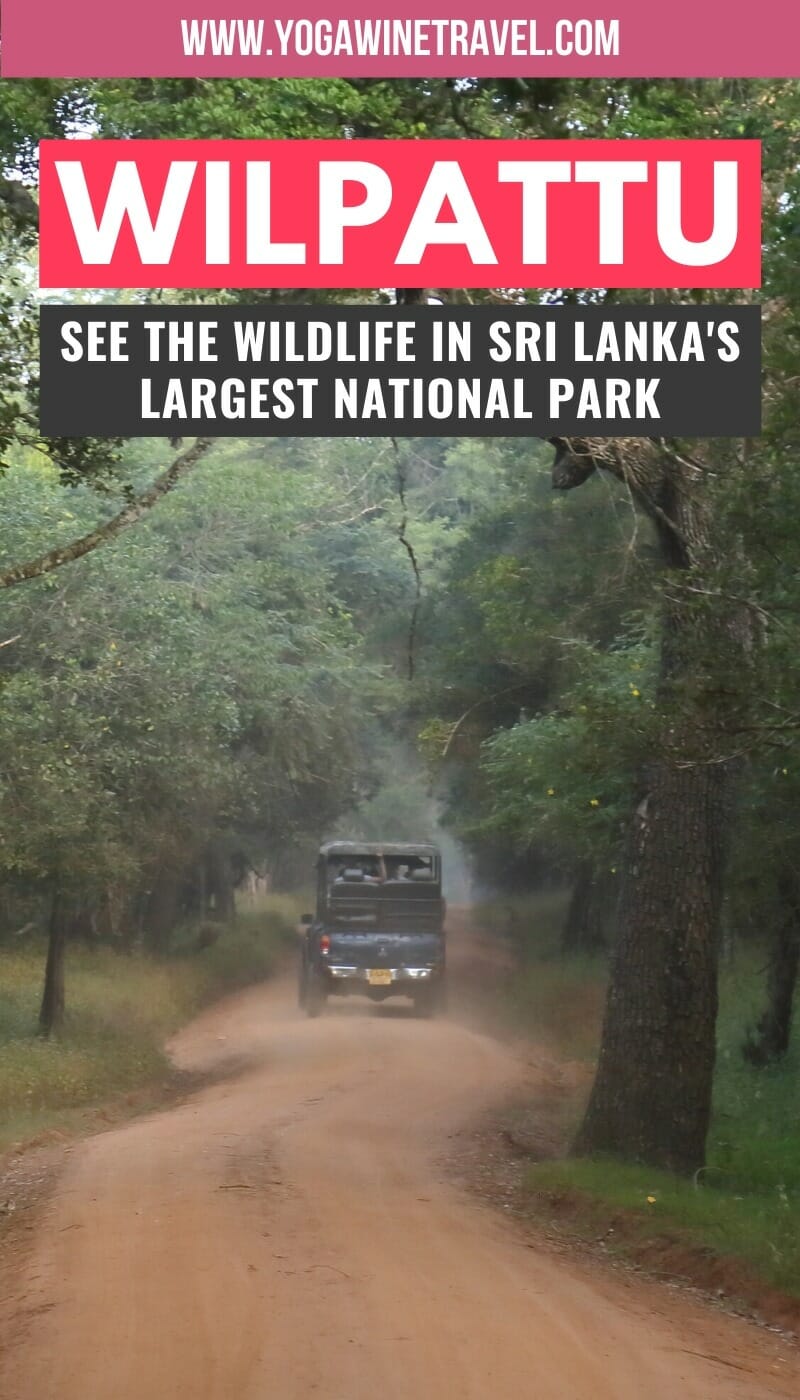 Safari jeep in Wilpattu National Park in Sri Lanka with text overlay