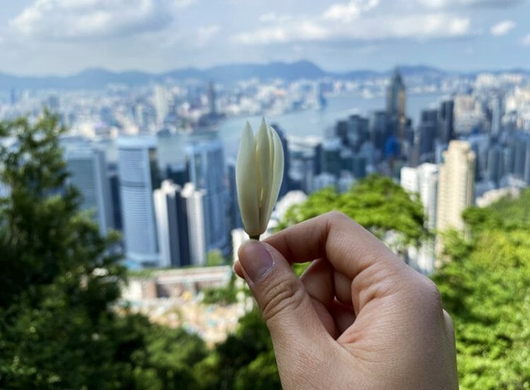 Chinese magnolia with view of Hong Kong in the background