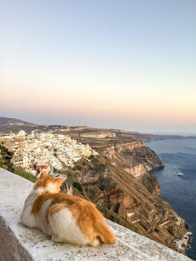 Cat watching the sunset in Santorini Greece