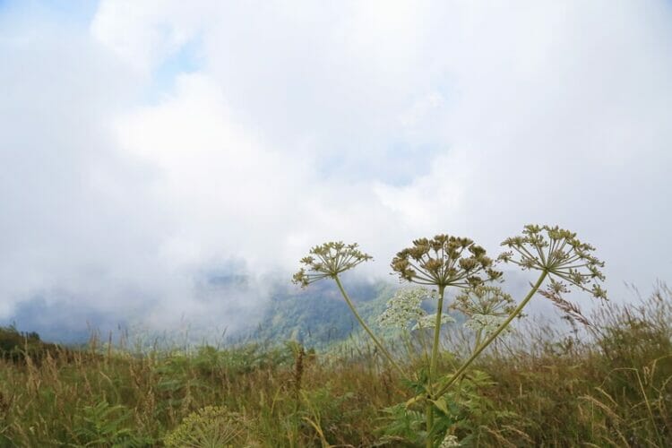 Cloud forest in Doi Inthanon National Park in Thailand