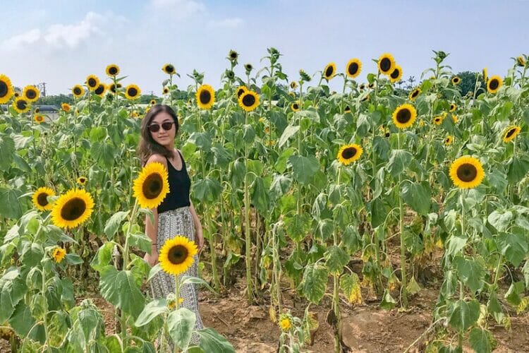 Sunflower farm in Taoyuan Taiwan