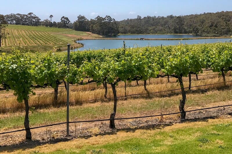 Aravina Estate vineyards in the Margaret River region in Western Australia