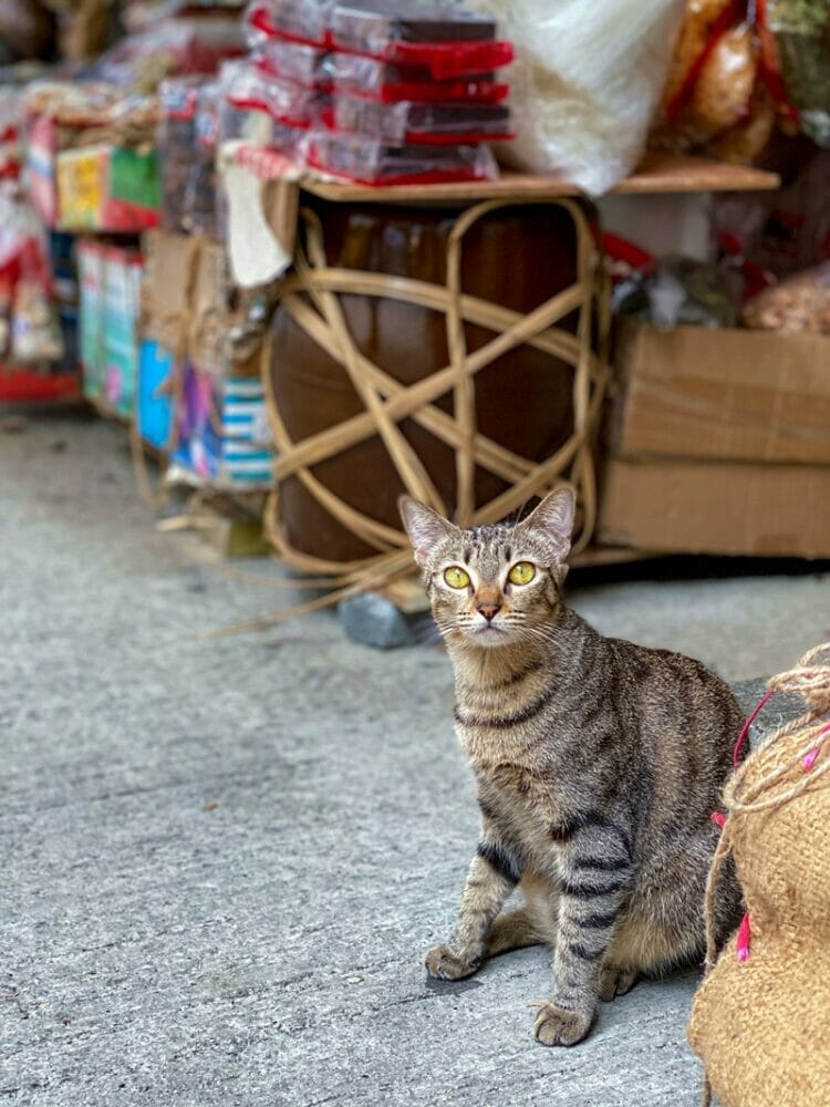 Cat in Sai Ying Pun Hong Kong