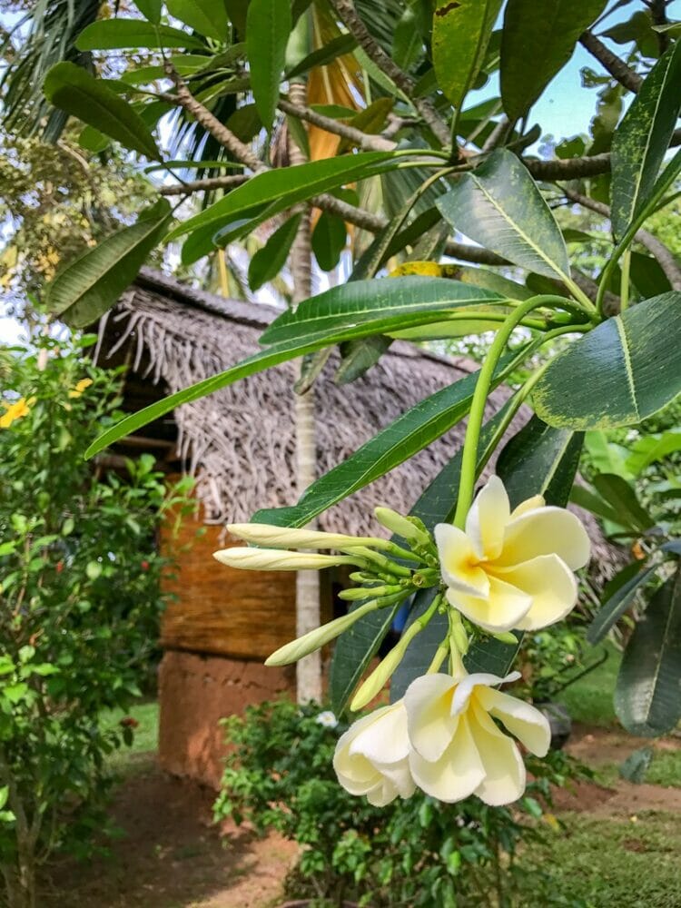 Bamboo huts at Talalla Retreat in Sri Lanka