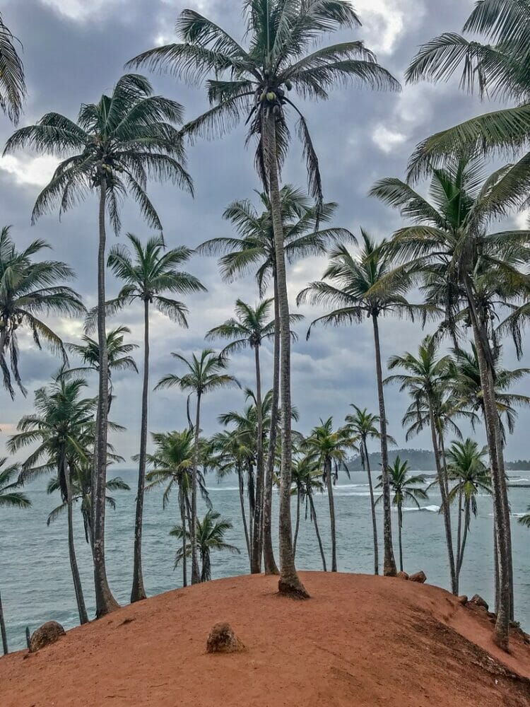 Empty coconut tree hill in Mirissa Sri Lanka