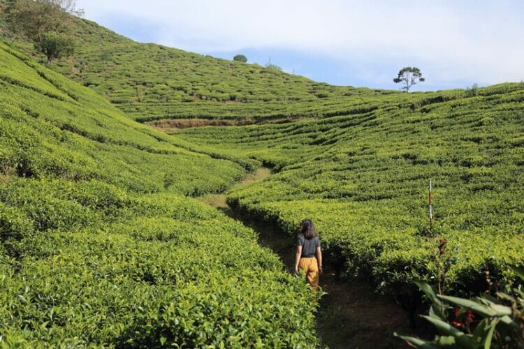 Walking through tea fields in Nuwara Eliya Sri Lanka